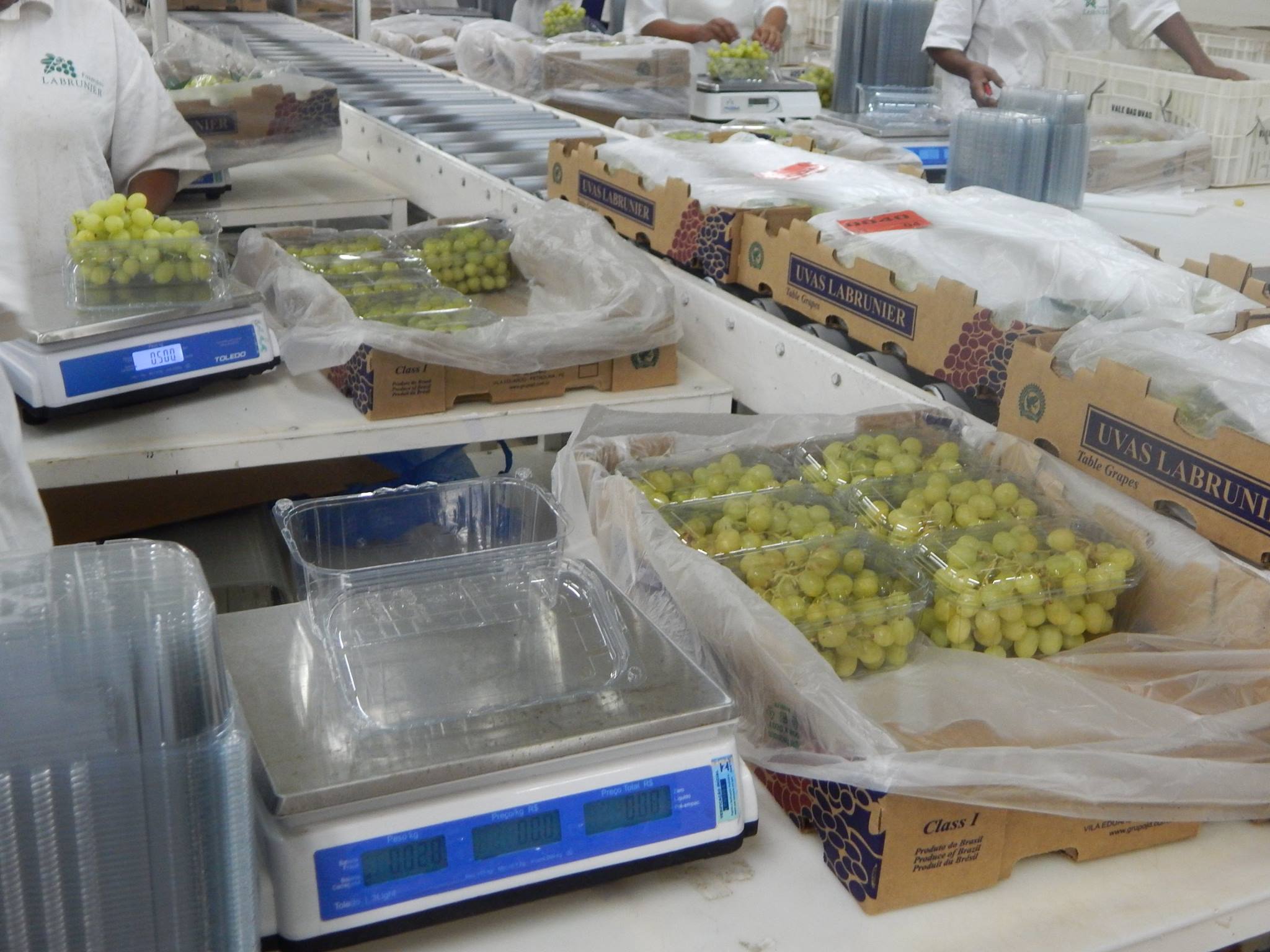 Foto de beneficiamento da produção de uva da fazenda Labrunier