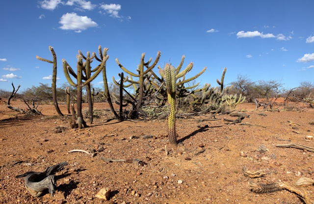 The landscape of Caatinga in Brazil