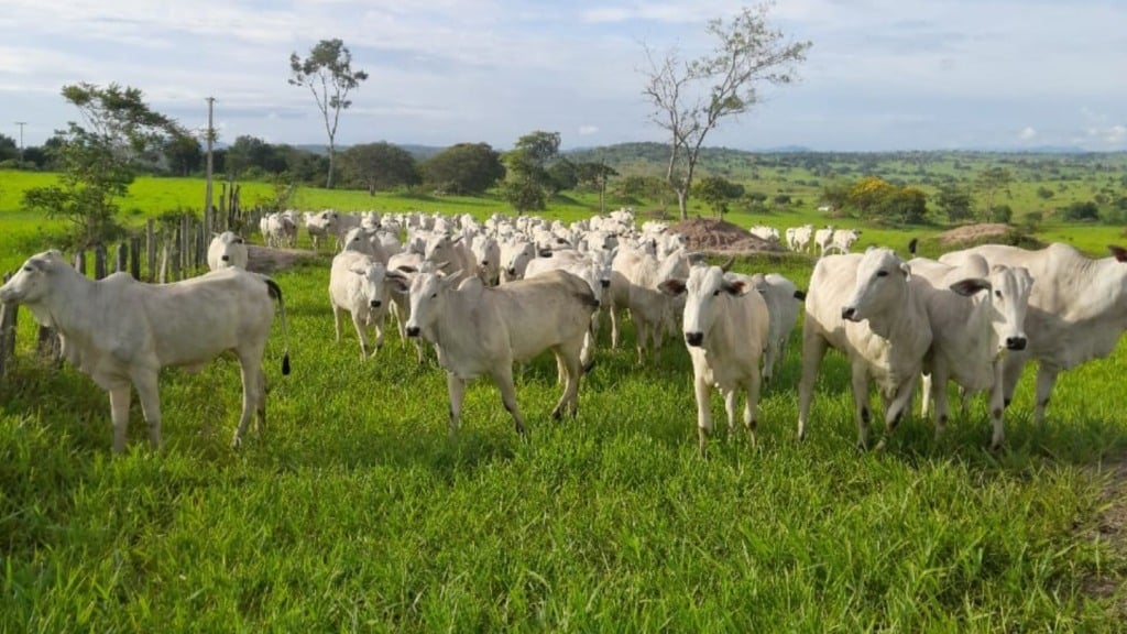 Pasto de bovinos (livres de febre aftosa) em fazenda na Bahia | Reprodução