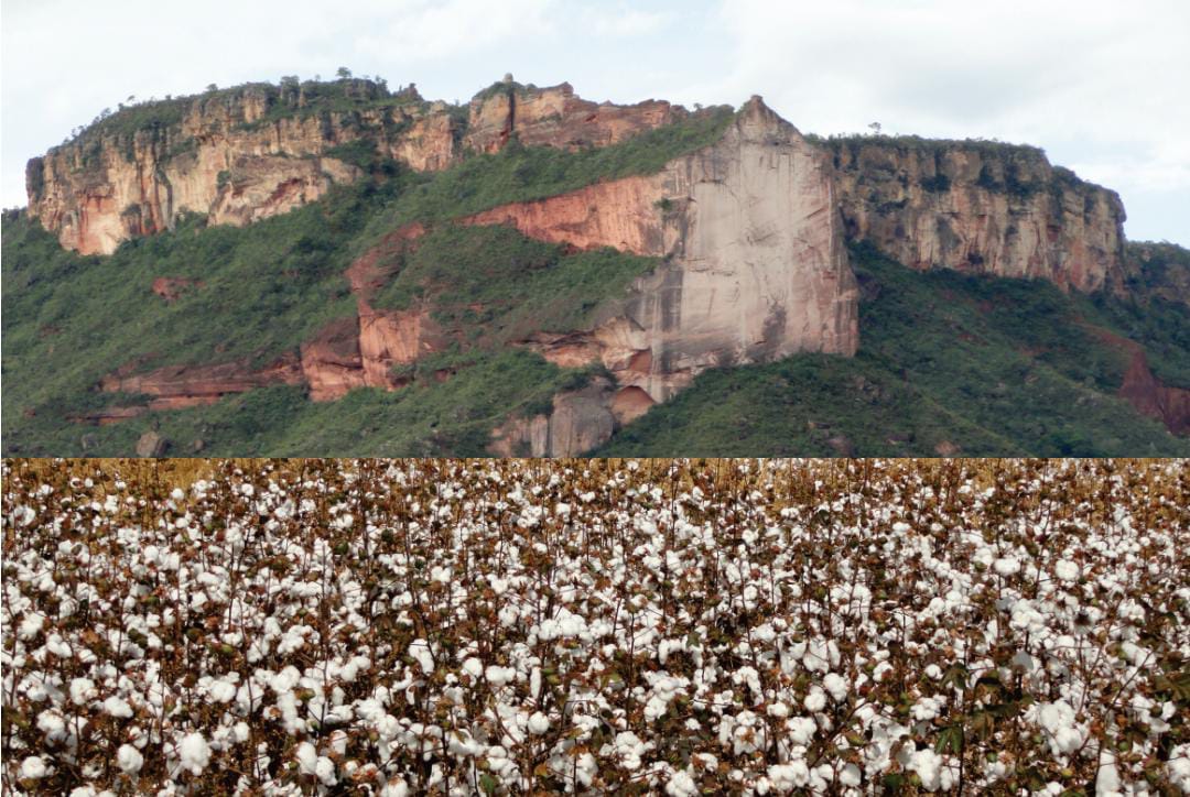 Cultivo de algodão nas redondezas do Parque Estadual do Jalapão, em Tocantins | Foto: Embrapa