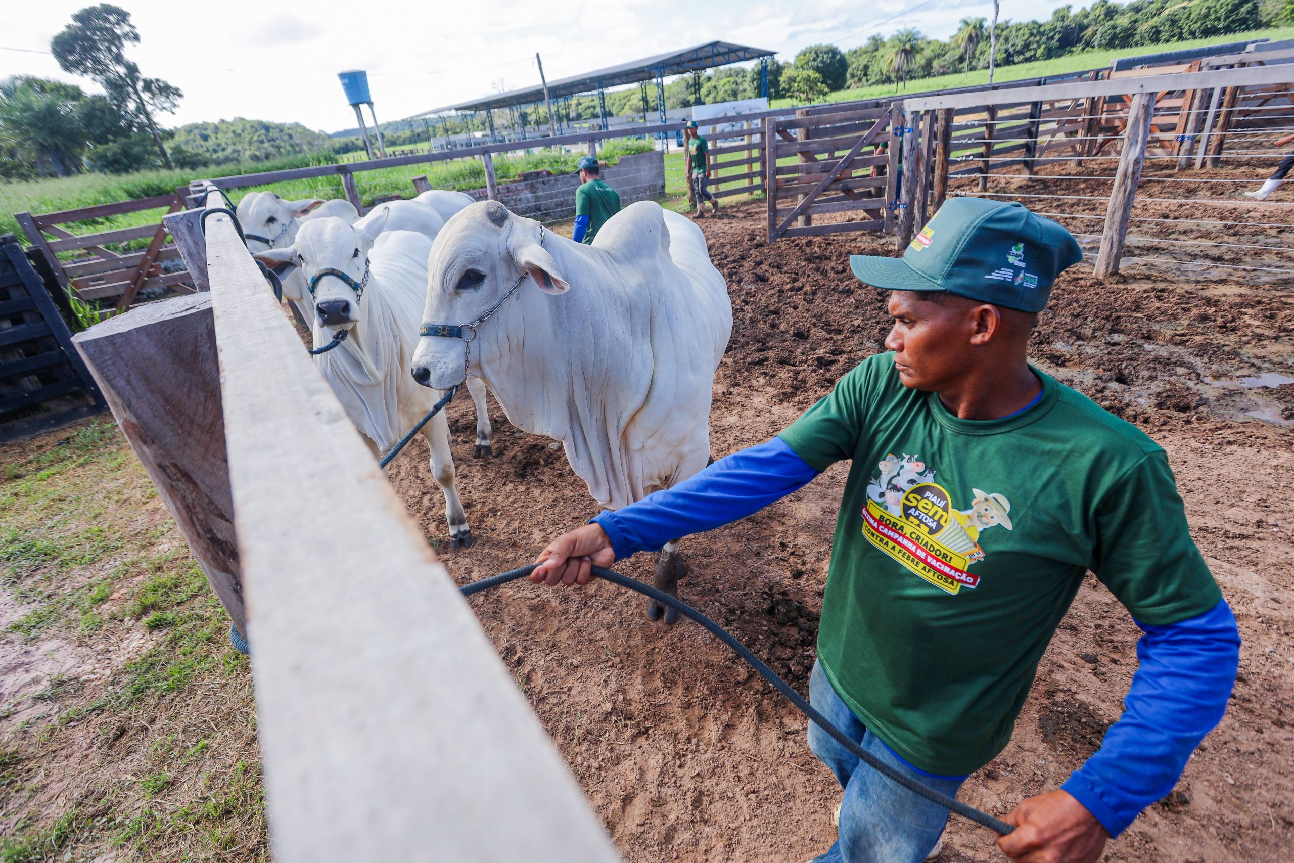 Piauí deve alcançar uma boa taxa de vacinação bovina para conquistar aprovação internacional (Foto: Gov PI)